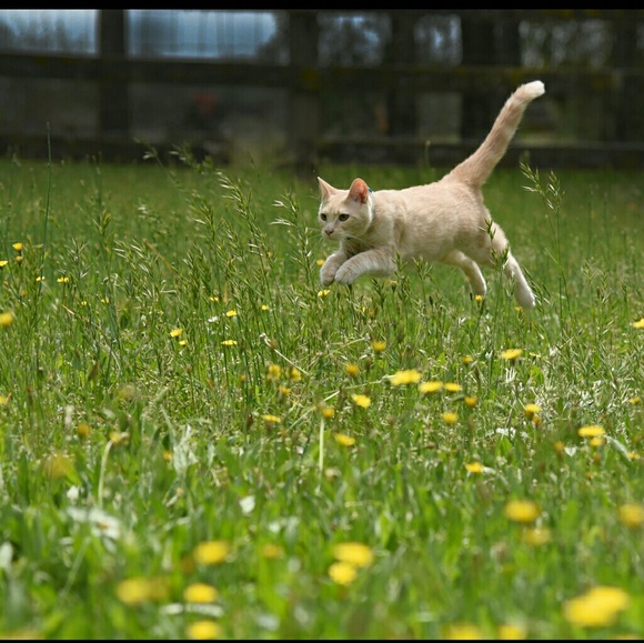 The Fab4 say "Thank You!!" - Picture 4 of 8